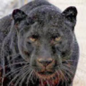 Meet your Posher, Luis